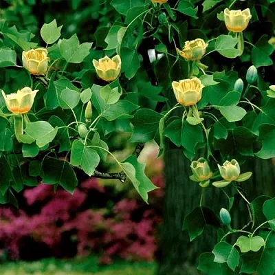 Лириодендрон   Лириодендрон  в Рязани