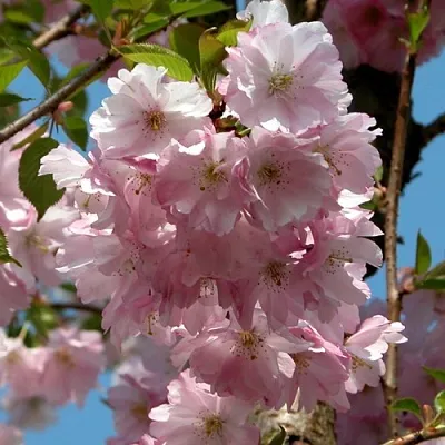 Вишня АККОЛЕЙД цветущая  Вишня АККОЛЕЙД цветущая в Рязани