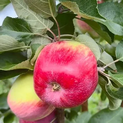 Яблоня АРБАТ колонновидная  Яблоня АРБАТ колонновидная в Рязани