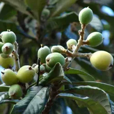 МУШМУЛА  — описание сорта МУШМУЛА  в Рязани