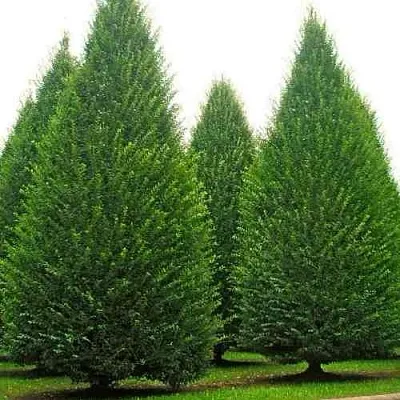 Граб   Граб  в Рязани