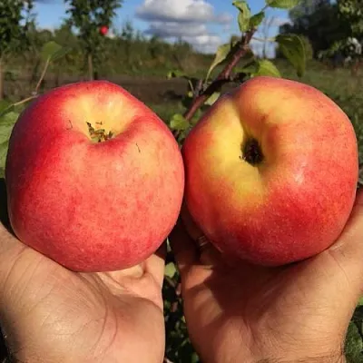 Яблоня КОВРОВОЕ стелющаяся  Яблоня КОВРОВОЕ стелющаяся в Рязани