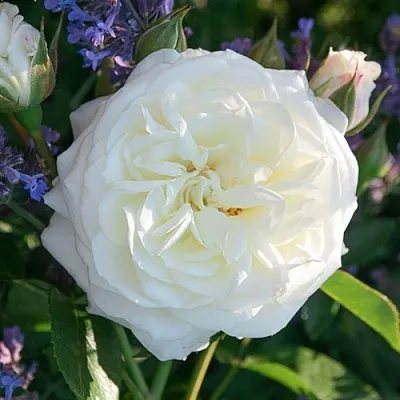 Саженцы роз АЛАБАСТЕР флорибунда  Саженцы роз АЛАБАСТЕР флорибунда в Рязани