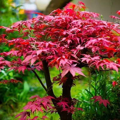 Клен дланевидный АТРОПУРПУРЕУМ  Клен дланевидный АТРОПУРПУРЕУМ в Рязани