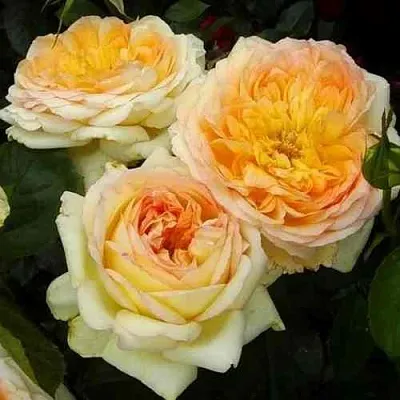 Саженцы роз АЛЬФОНС ДОДЕ чайно-гибридная  Саженцы роз АЛЬФОНС ДОДЕ чайно-гибридная в Рязани