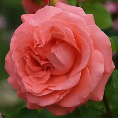 Саженцы роз ДИДИ БРИДЖУОТЕР плетистая  Саженцы роз ДИДИ БРИДЖУОТЕР плетистая в Рязани