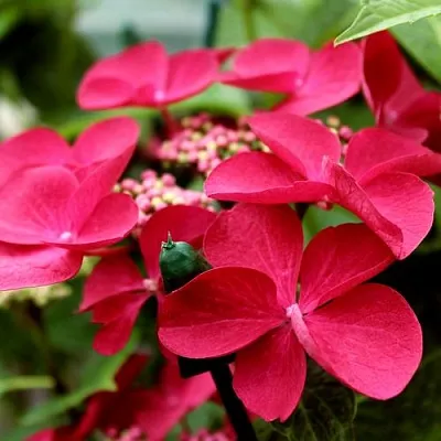 Гортензия РОТШВАНЦ крупнолистная  Гортензия РОТШВАНЦ крупнолистная в Рязани