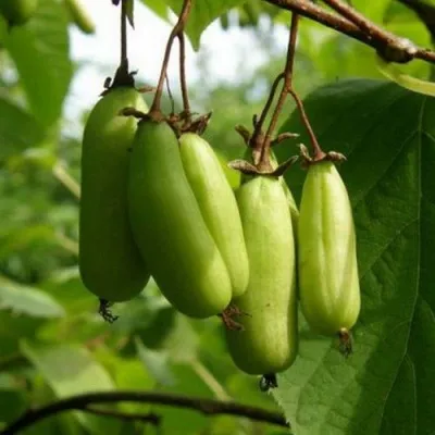 Актинидия ВИТАКОЛА коломикта — описание сорта Актинидия ВИТАКОЛА коломикта в Рязани