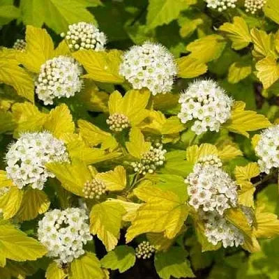 Пузыреплодник ДАРТС ГОЛД  Пузыреплодник ДАРТС ГОЛД в Рязани