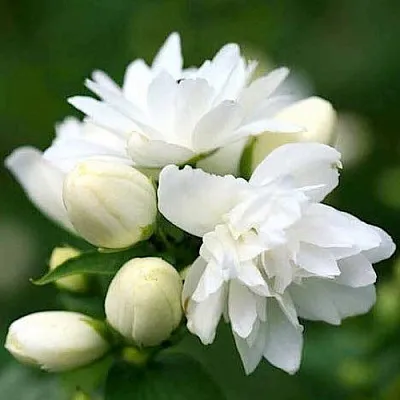 Жасмин ШНЕЕШТРУМ  Жасмин ШНЕЕШТРУМ в Рязани