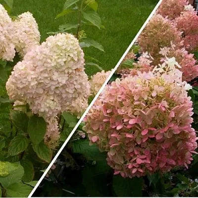 Комплект НЕЖНЫЕ ЧУВСТВА в Рязани