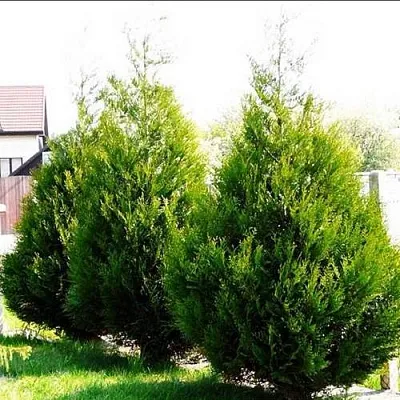 Туя АТРОВИРЕНС складчатая  Туя АТРОВИРЕНС складчатая в Рязани