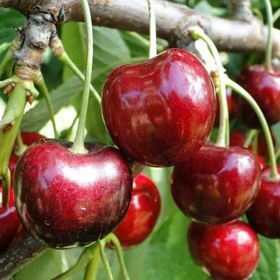 Черешня САШЕНЬКА в Рязани