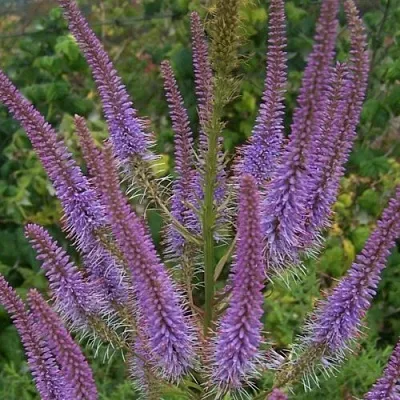 Вероникаструм ФАСЦИНЕЙШН  Вероникаструм ФАСЦИНЕЙШН в Рязани