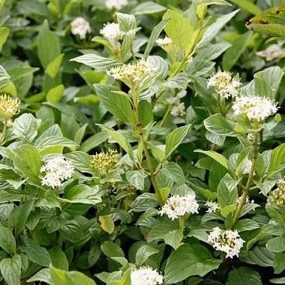 Дерен ФЛАВИРАМЕА отпрысковый   Дерен ФЛАВИРАМЕА отпрысковый  в Рязани