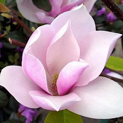 Магнолия АЛЕКСАНДРИНА   Магнолия АЛЕКСАНДРИНА  в Рязани