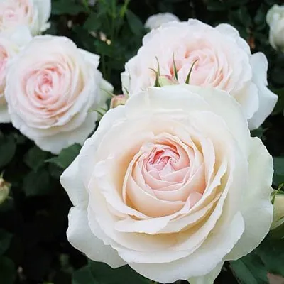 Саженцы роз ПАЛЕ РОЯЛЬ плетистая  Саженцы роз ПАЛЕ РОЯЛЬ плетистая в Рязани