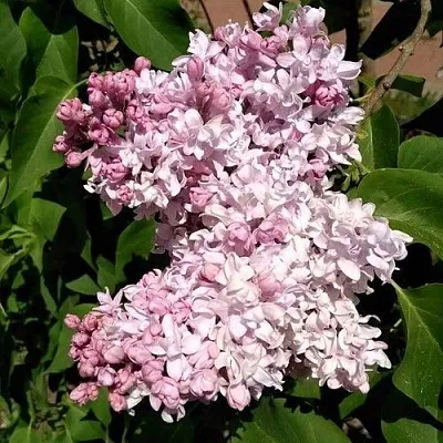 Сирень МИЛОСЕРДИЕ  Сирень МИЛОСЕРДИЕ в Рязани