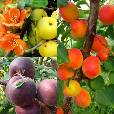 Комплект САД ДЛЯ ГУРМАНА в Рязани