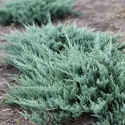 Можжевельник БЛЮ ЧИП горизонтальный  Можжевельник БЛЮ ЧИП горизонтальный в Рязани
