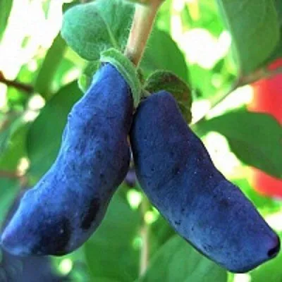 Жимолость съедобная БАКЧАРСКИЙ ВЕЛИКАН  Жимолость съедобная БАКЧАРСКИЙ ВЕЛИКАН в Рязани