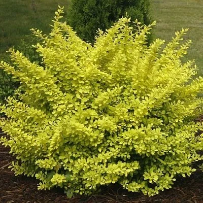 Барбарис АУРЕА тунберга  Барбарис АУРЕА тунберга в Рязани