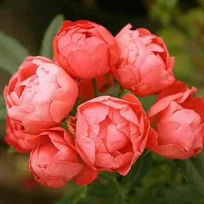 Саженцы роз ОРАНЖ МОРСДАГ полиантовая  Саженцы роз ОРАНЖ МОРСДАГ полиантовая в Рязани