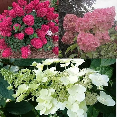 Комплект САД ЭМОЦИЙ в Рязани