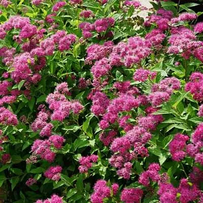 Спирея КРИСПА японская  Спирея КРИСПА японская в Рязани