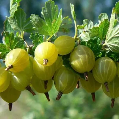 Крыжовник ХИННОНМАЙНЕН КЕЛЬТАЙНЕН  Крыжовник ХИННОНМАЙНЕН КЕЛЬТАЙНЕН в Рязани