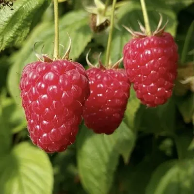 Малина МАПЕМА   Малина МАПЕМА  в Рязани