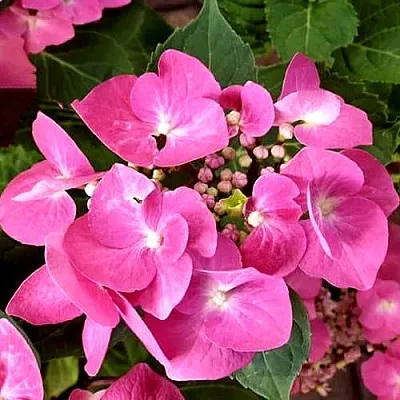 Гортензия ТАУБЕ крупнолистная  Гортензия ТАУБЕ крупнолистная в Рязани