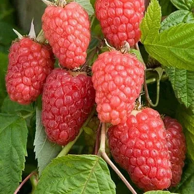 Малина КАСКАД ДЕЛАЙТ в Рязани