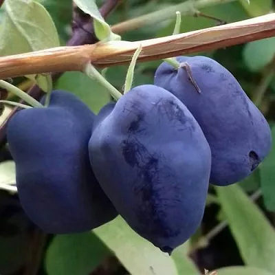 Жимолость съедобная БОРЕАЛ БЬЮТИ (СЕВЕРНАЯ КРАСАВИЦА)  Жимолость съедобная БОРЕАЛ БЬЮТИ (СЕВЕРНАЯ КРАСАВИЦА) в Рязани