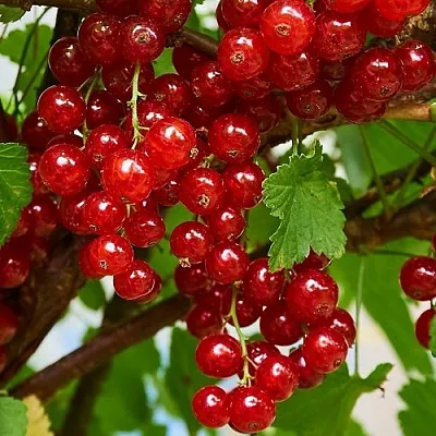 Смородина красная НАТАЛИ  Смородина красная НАТАЛИ в Рязани