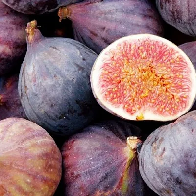 Инжир МУАССОН  Инжир МУАССОН в Рязани