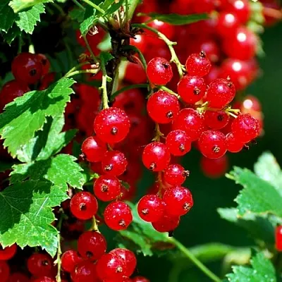 Смородина красная НЕНАГЛЯДНАЯ  Смородина красная НЕНАГЛЯДНАЯ в Рязани