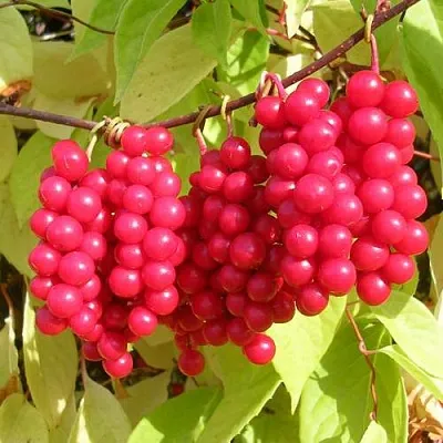 Лимонник ПЕРВЕНЕЦ китайский  Лимонник ПЕРВЕНЕЦ китайский в Рязани