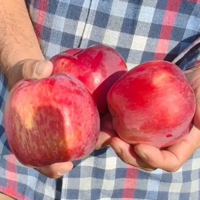 Яблоня ПАМЯТЬ КОВАЛЕНКО в Рязани