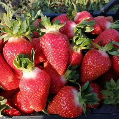 Клубника ЛЮЧИЯ  Клубника ЛЮЧИЯ в Рязани