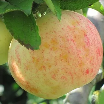 Яблоня ЛЕТНЕЕ СЛАДКОЕ  Яблоня ЛЕТНЕЕ СЛАДКОЕ в Рязани