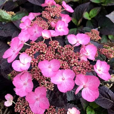 Гортензия ДАРЕДЕВИЛ пильчатая  Гортензия ДАРЕДЕВИЛ пильчатая в Рязани