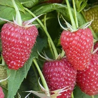 Малина ЕВРАЗИЯ  Малина ЕВРАЗИЯ в Рязани