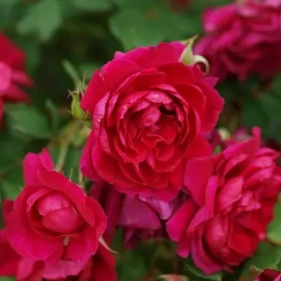 Саженцы роз КВАДРА плетистая  Саженцы роз КВАДРА плетистая в Рязани