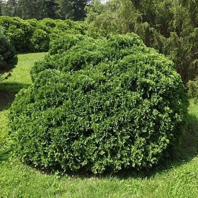 Туя УМБРАКУЛИФЕРА западная в Рязани