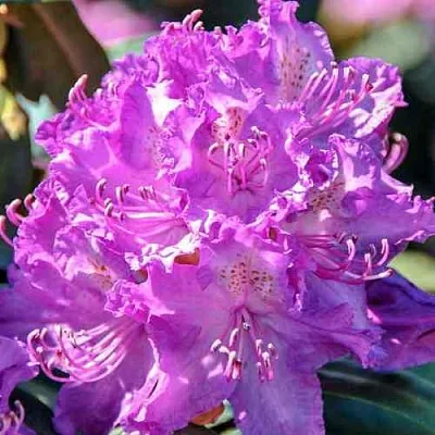 Рододендрон АЛЬФРЕД в Рязани