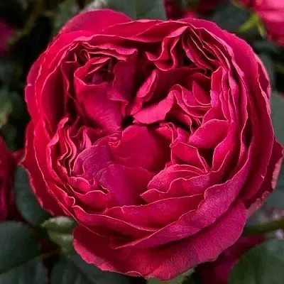 Саженцы роз РАСПБЕРРИ ЭЛЕГАНС чайно-гибридная  Саженцы роз РАСПБЕРРИ ЭЛЕГАНС чайно-гибридная в Рязани