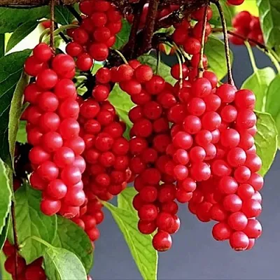 Лимонник САДОВЫЙ 1 китайский   Лимонник САДОВЫЙ 1 китайский  в Рязани