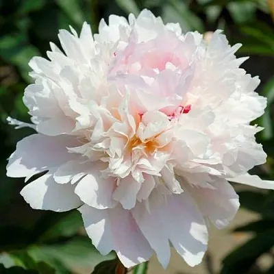 Пион АЛЕРТИ травянистый  Пион АЛЕРТИ травянистый в Рязани