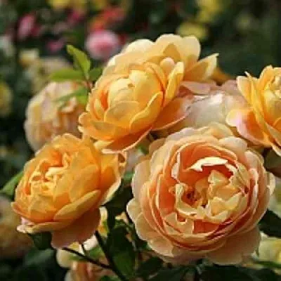 Саженцы роз ГОЛДЕН СЕЛЕБРЕЙШЕН английская  Саженцы роз ГОЛДЕН СЕЛЕБРЕЙШЕН английская в Рязани